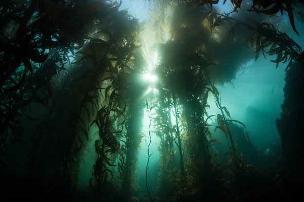 Filtros de luz solar através de uma floresta de algas gigantes — Fotografia de Stock