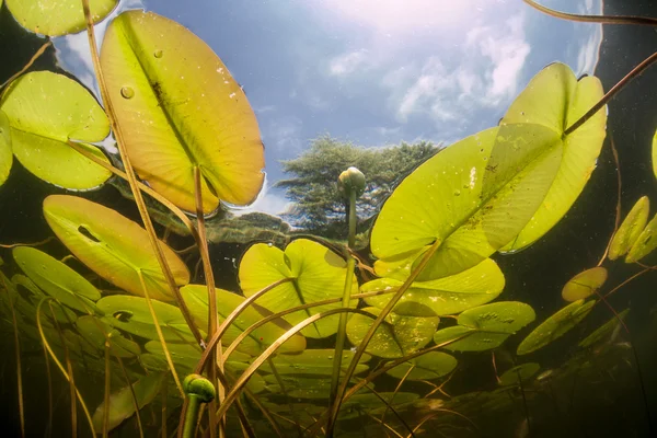 Water lilies in Freshwater pond