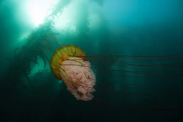 Pacific Sea Nettle jellyfish swims through a kelp forest — Stock Photo, Image