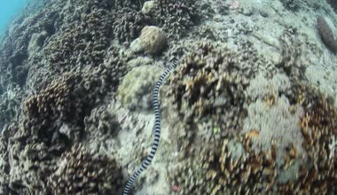 şeritli deniz yılanı