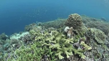 Sağlıklı mercanlar Raja Ampat içinde gelişmek