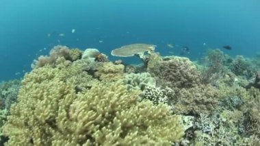 Balık ve mercan resif deniz omurgasızlar çeşitliliği