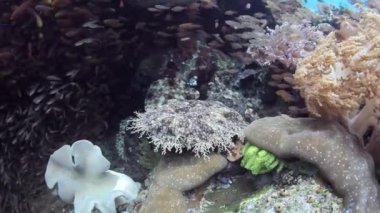 Püsküllü wobbegong kamuflaj bir resif karıştırmak için kullanır