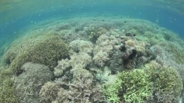 Balık ve mercan resif deniz omurgasızlar