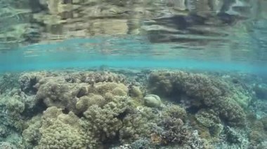 Raja Ampat sığlık içinde çeşitli mercan kayalığı büyür