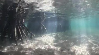 Pervane kökleri mangrov ağaçlar inerler