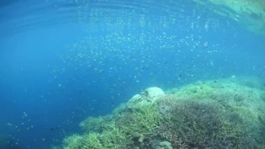 Okul üzerinde görünmez plankton yem ederler