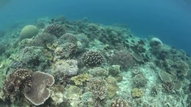 Küçük resif balık bir mercan kayalığı yamaç dönmeye başladı.