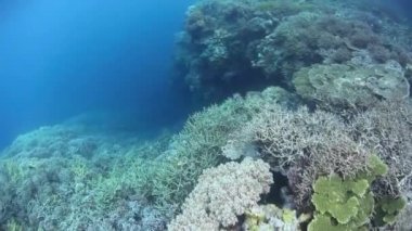 Sağlıklı mercanlar Raja Ampat içinde gelişmek