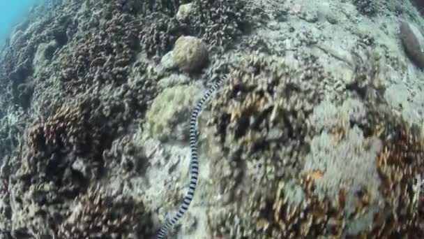 縞模様の海ヘビ — ストック動画