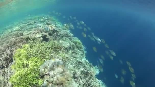 School van trevally cruise langs het koraalrif — Stockvideo