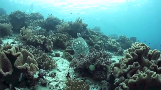 Żółw szylkretowy pływanie nad koralikową rafą — Wideo stockowe