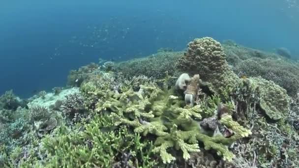 Gezonde koralen gedijen in Raja Ampat — Stockvideo