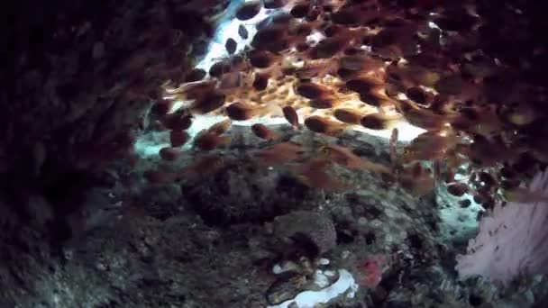 Spazzatrici dorate sulla barriera corallina — Video Stock