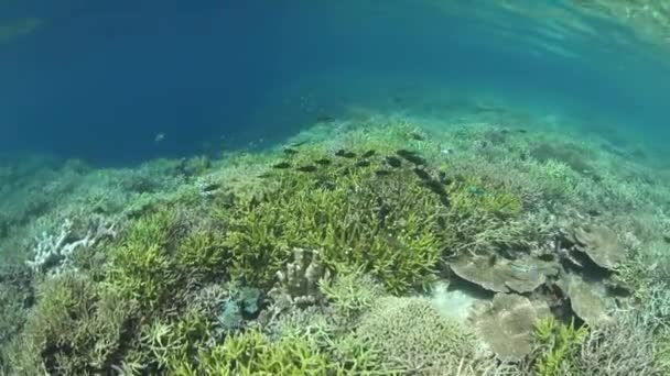 カビラオ島小さなサンゴ礁の魚の大群 — ストック動画