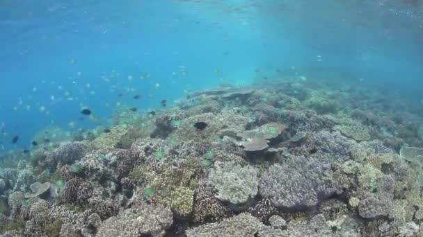 Vis en mariene ongewervelden in coral reef — Stockvideo