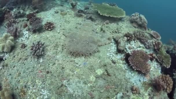 サンゴ礁の床に tasseled wobbegong — ストック動画