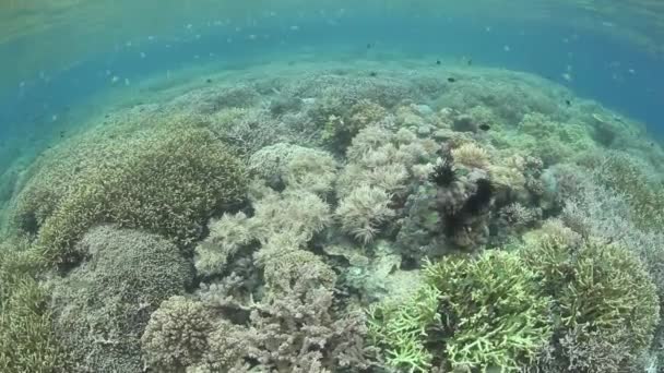 Peces e invertebrados marinos en los arrecifes de coral — Vídeo de stock