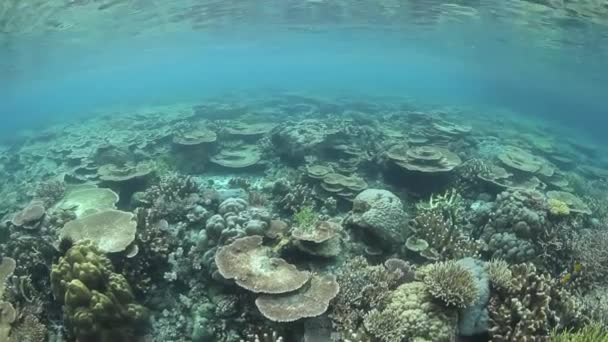 Arrecife de coral sano y diverso — Vídeos de Stock