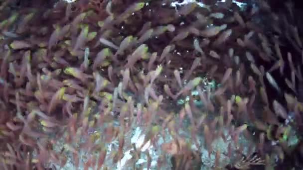 Golden Sweepers On Coral Reef — Stock Video