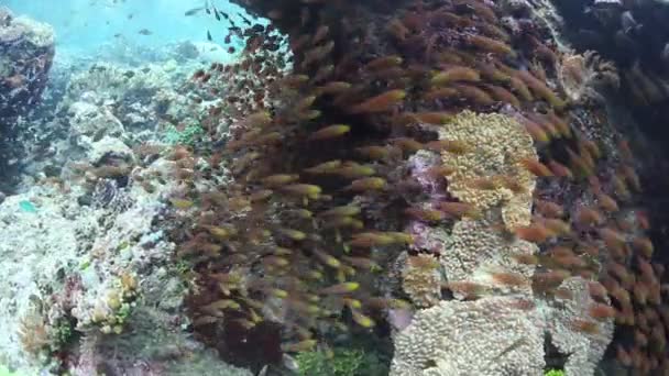 Spazzatrici dorate sulla barriera corallina — Video Stock