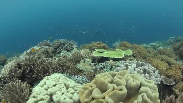 Diversity of fish and marine invertebrates in coral reef — Stock Video