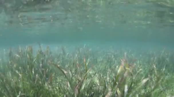 Raja Ampat içinde büyüyen Seagrass'ı yatak — Stok video