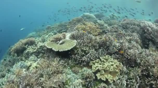 Vielfalt an Fischen und wirbellosen Meerestieren im Korallenriff — Stockvideo