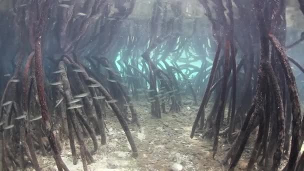 Escuela de cebo pescado entre raíces de apoyo — Vídeos de Stock