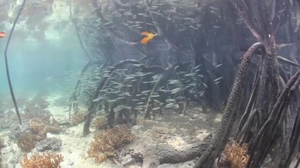 Isca escola de peixe entre raízes de adereço — Vídeo de Stock