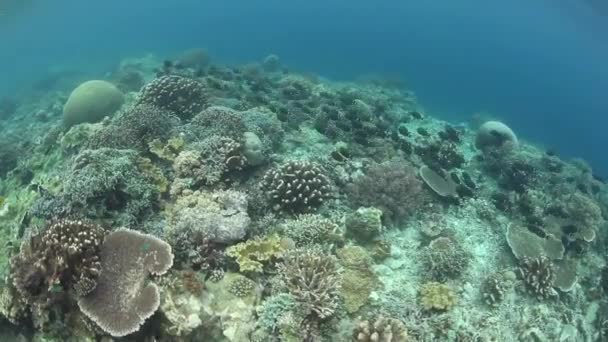 Pequenos peixes de recife balançam acima de uma encosta de recife de coral — Vídeo de Stock