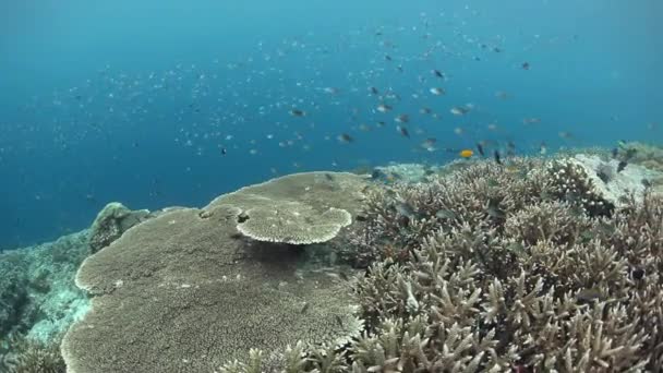 Vielfalt an Fischen und wirbellosen Meerestieren im Korallenriff — Stockvideo