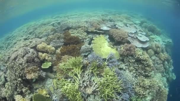 Arrecife de coral sano y diverso — Vídeos de Stock