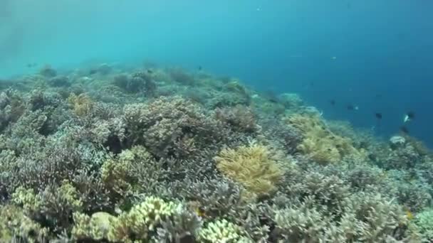 Різноманітні кораловий риф — стокове відео