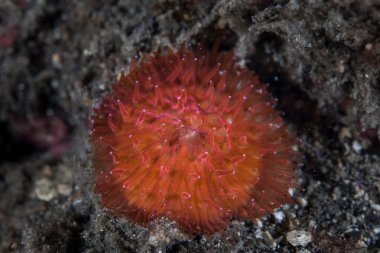 Renkli mantar mercan