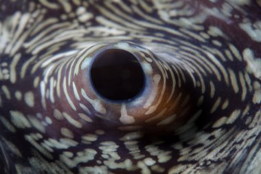 üzerinde dev bir deniz tarağı sifon