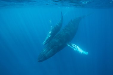 Mother and calf Humpback whales clipart