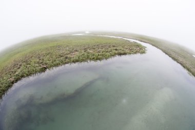 A salt marsh thrives in a shallow bay clipart