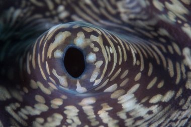 üzerinde dev bir deniz tarağı sifon
