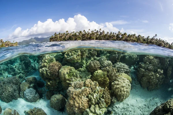 Coral reef rośnie na mieliźnie — Zdjęcie stockowe