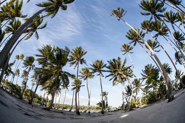 Palmeras de coco en la isla del Pacífico Sur —  Fotos de Stock