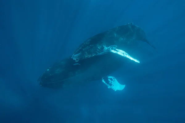 Ballena jorobada nada en aguas del Mar Caribe . — Foto de Stock