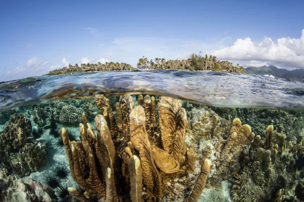 Zróżnicowane rafy koralowej rośnie na mieliźnie Raja Ampat — Zdjęcie stockowe