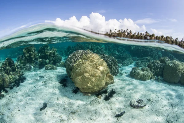 Коралловые колонии рифостроения — стоковое фото