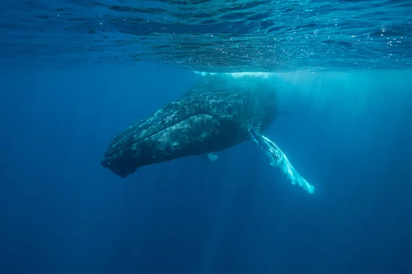 Humpback whale swims in waters of the Caribbean Sea. — Stock Photo, Image