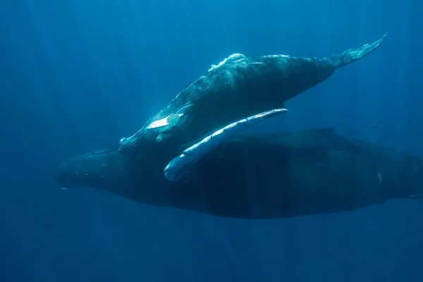 Madre y ternero Ballenas jorobadas — Foto de Stock