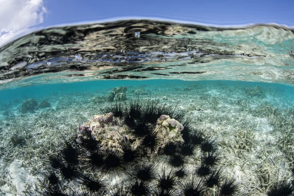 An aggregation of black urchins — Stock Photo, Image