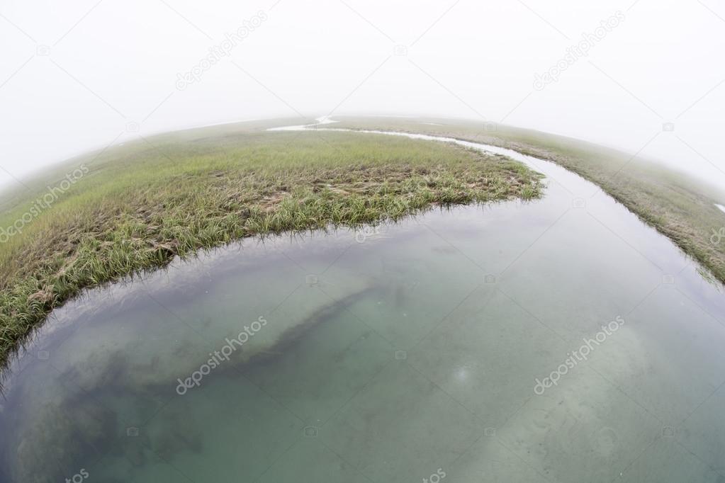 A salt marsh thrives in a shallow bay