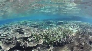 Kadavu Island yakınındaki mercan kolonileri