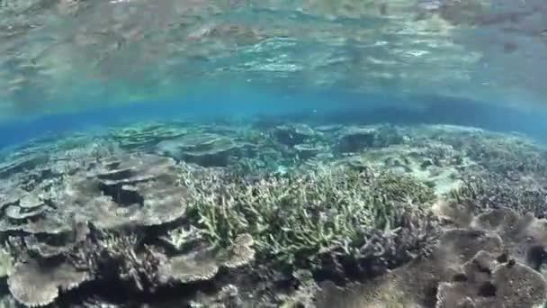 珊瑚群附近的坎达武岛 — 图库视频影像